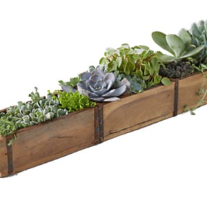 Planter by Noah's Ark Exports
